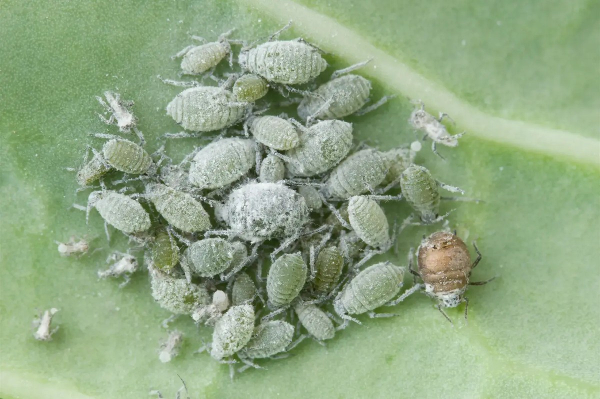 Skořice na zelí: jak se zbavíte mšic bez chemie - image 2
