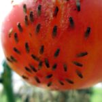 Skořice proti mouchám na rajčatech: tajemství místních zahradníků