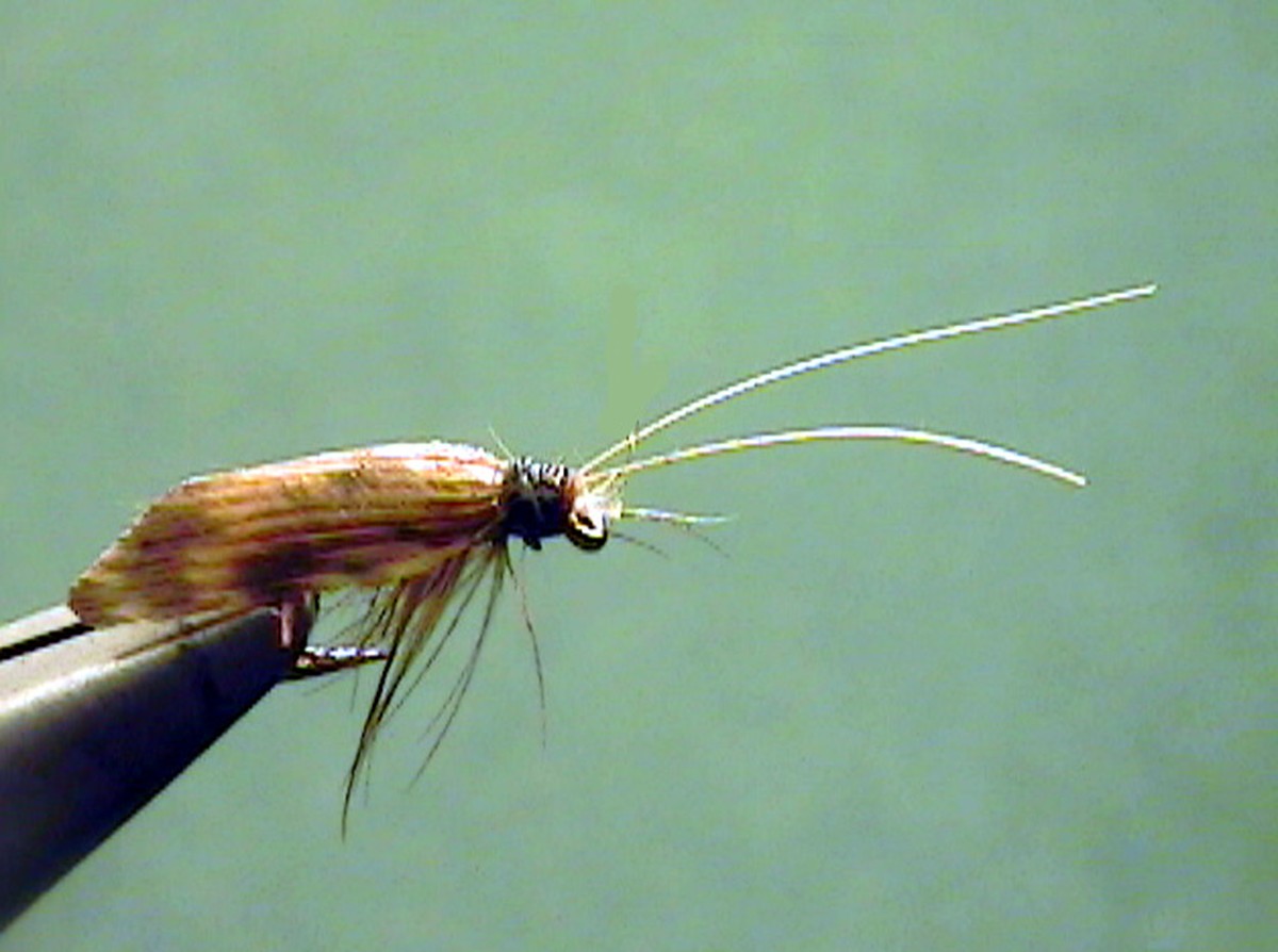 Skořice proti mouchám v květináči: levnější než insekticid