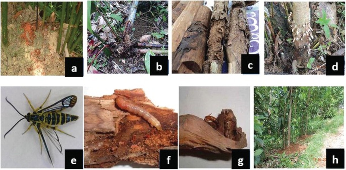 Skořice proti mouchám na rajčatech: tajemství místních zahradníků - image 1
