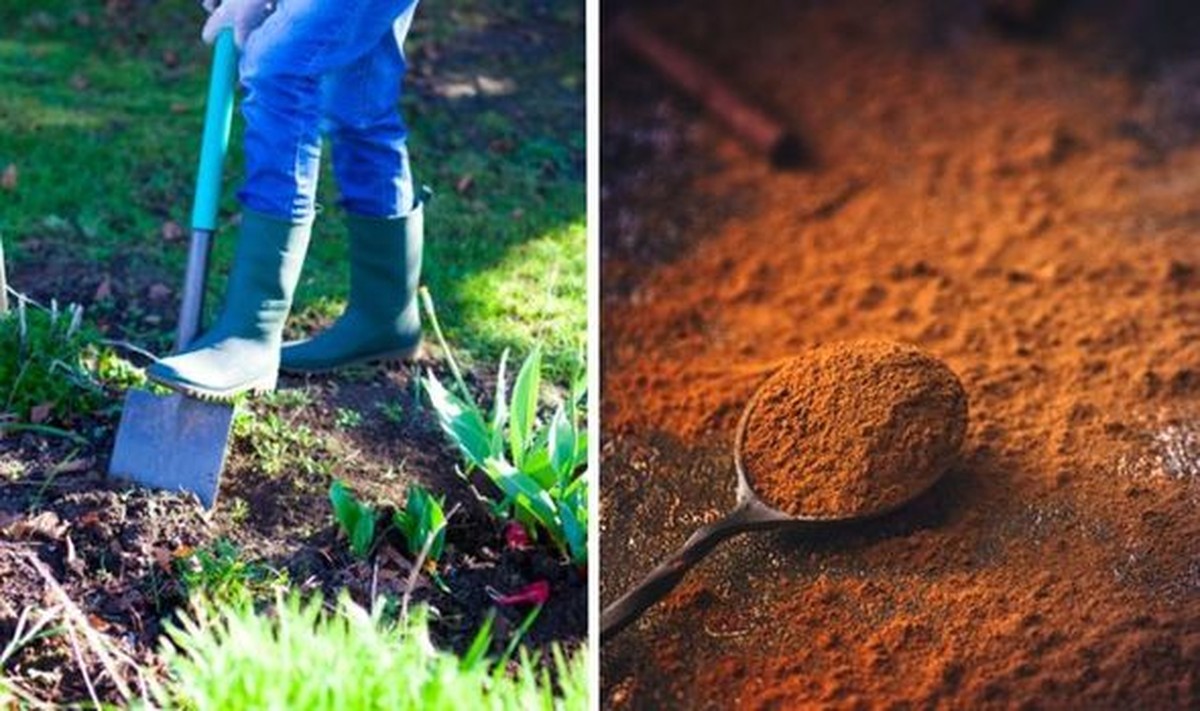Skořice proti mouchám: staré triky, které zahradníci nikdy prozradí - image 2