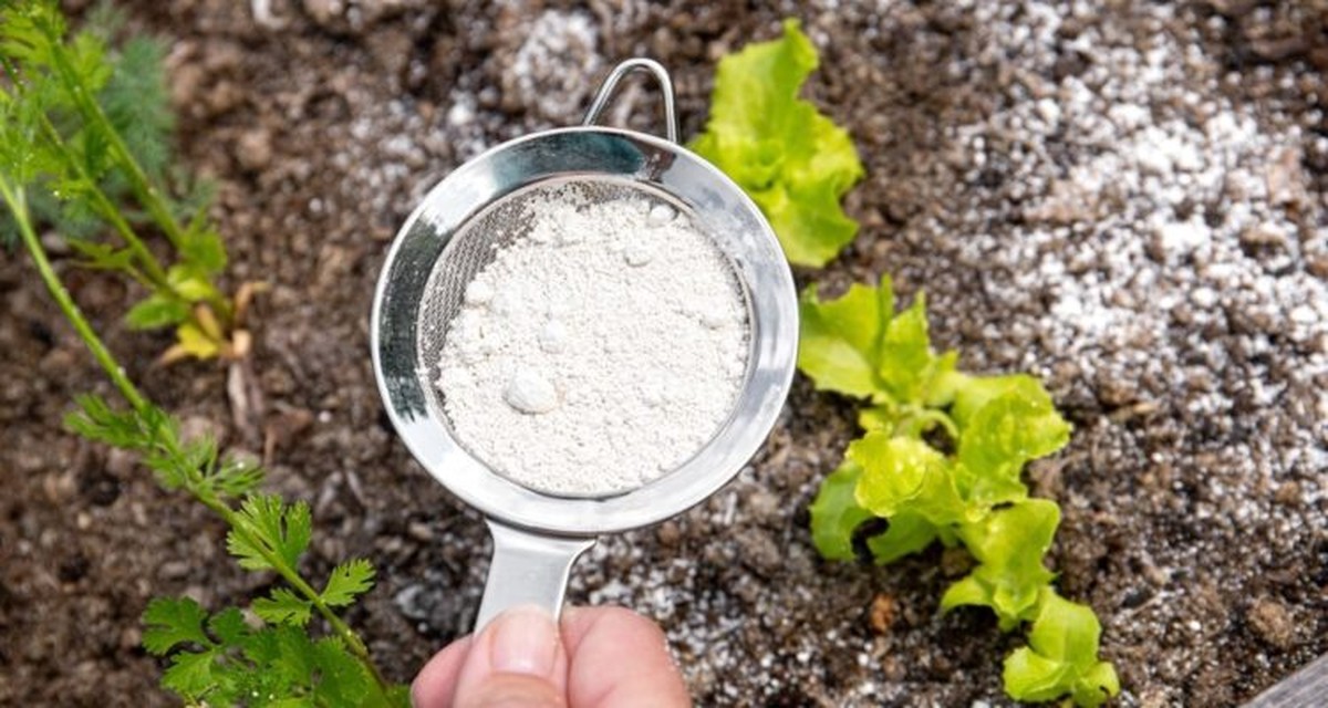 Soda bikarbona v záhradě: Jak ji správně aplikovat na léčbu nemocných rostlin - image 1