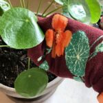 Staré ponožky jako stínidlo? Důvod, proč to dělají zkušení zahradníci