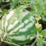 Staré punčochy jako zavlažovací systém? Zkuste tento genialní hack