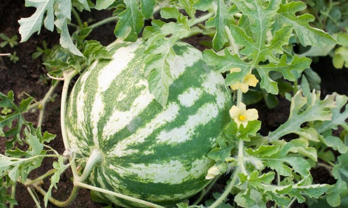 Staré punčochy jako zavlažovací systém? Zkuste tento genialní hack