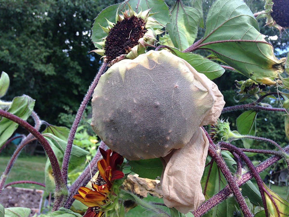 Staré punčochy jako zábal pro rostliny? Zahradnický trik na podporu růstu - image 2