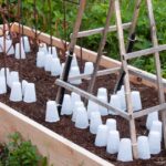 Starý průsvitný pytlík přes sazenice chrání před mrazem efektivněji než textilie