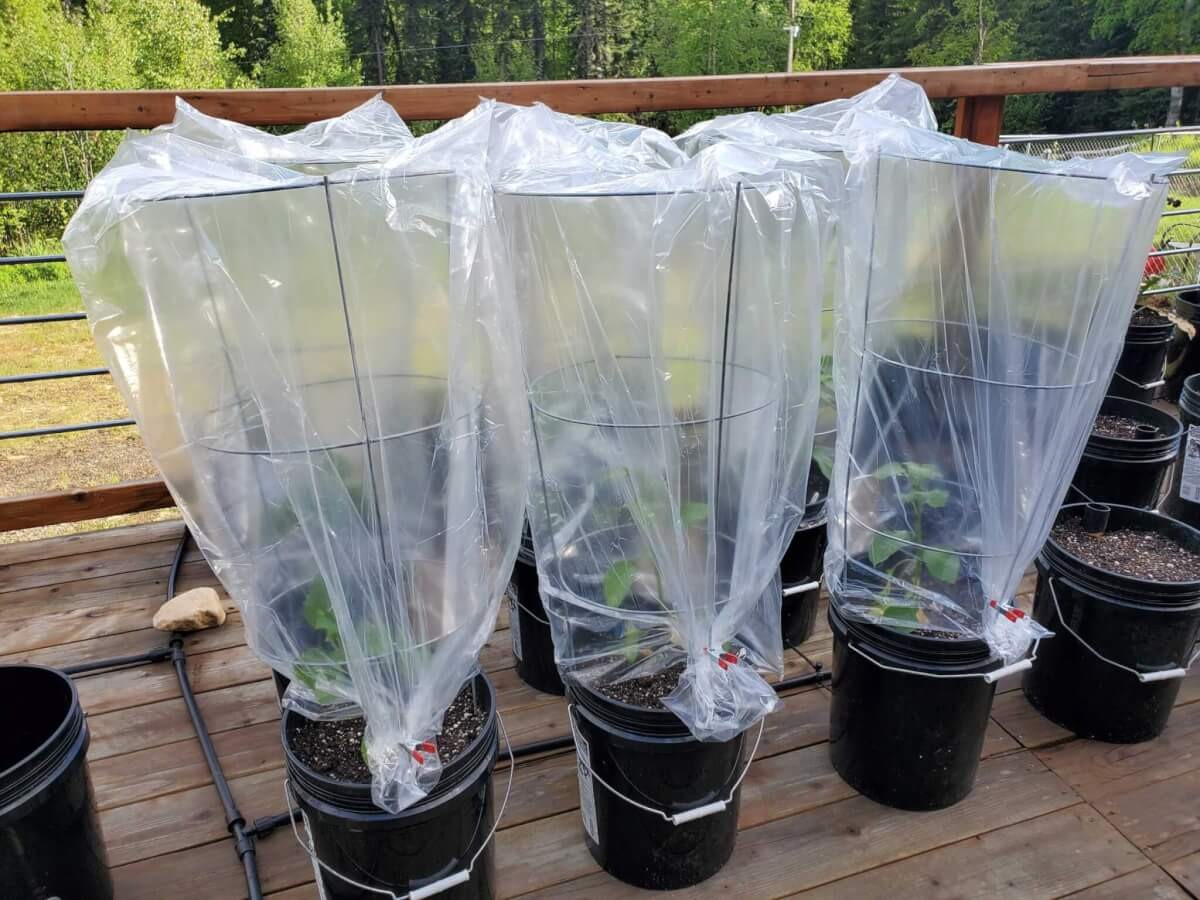 Starý průsvitný pytlík přes sazenice chrání před mrazem efektivněji než textilie - image 1