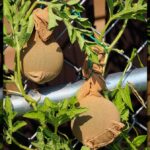 Starý punčoch jako filtr: proč jej zahradníci vkládají do květináčů