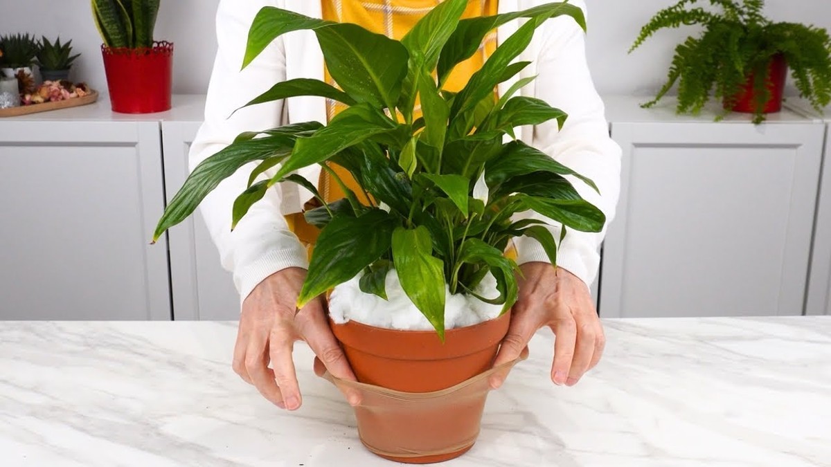 Starý punčoch jako filtr: proč jej zahradníci vkládají do květináčů - image 1