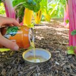 Stolní sůl na slimáky? Existuje chytrější trik za 3 koruny