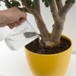 Sůl a čaj v květináči? Proč staré babičky to dělaly s každou rostlinou