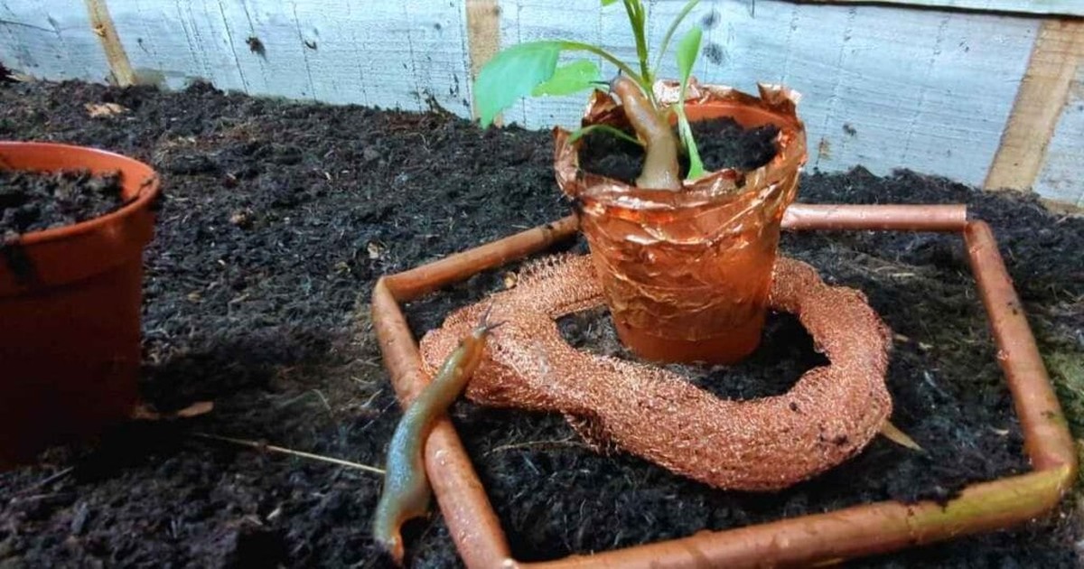 Sůl a měď na kolejích proti slimákům – proč to funguje - image 2