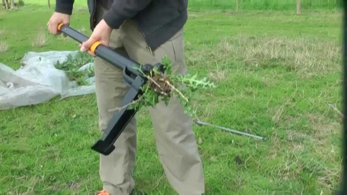 Sůl a ocet proti bodláku: proč je to levnější než herbicidy - image 2
