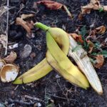 Usušené banánové slupky jako hnojivo - proč si je zahradníci nechávají v tajnosti