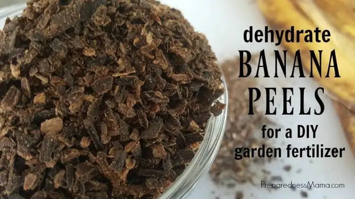 Usušené banánové slupky jako hnojivo - proč si je zahradníci nechávají v tajnosti - image 1