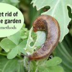 Včelaři skrývají tento trik: jak se zbavit slimáků v záhradě bez chemie