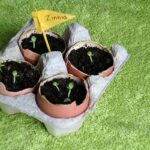 Vejce ve skořápkách umístěné kolem rostlin - co se stane za týden vás překvapí