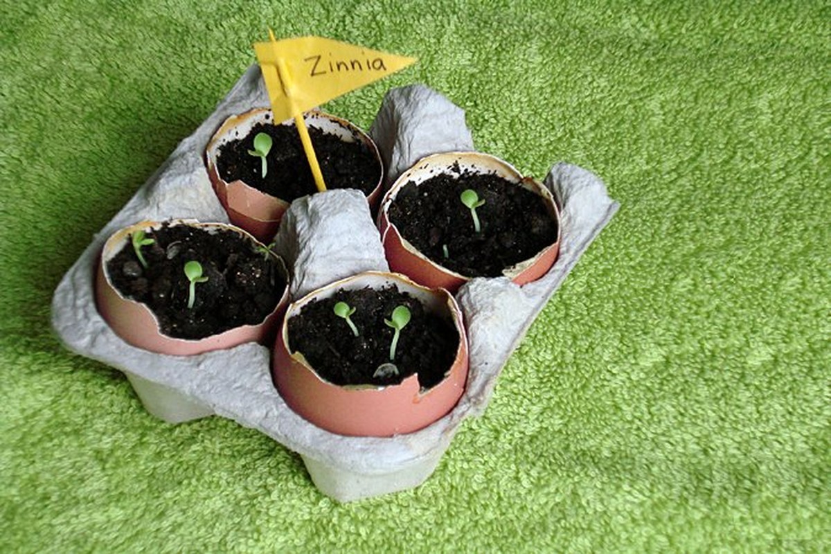 Vejce ve skořápkách umístěné kolem rostlin – co se stane za týden vás překvapí