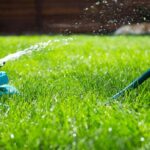 Vinaři vám řeknou: proč trávník zalévat právě v tuto dobu