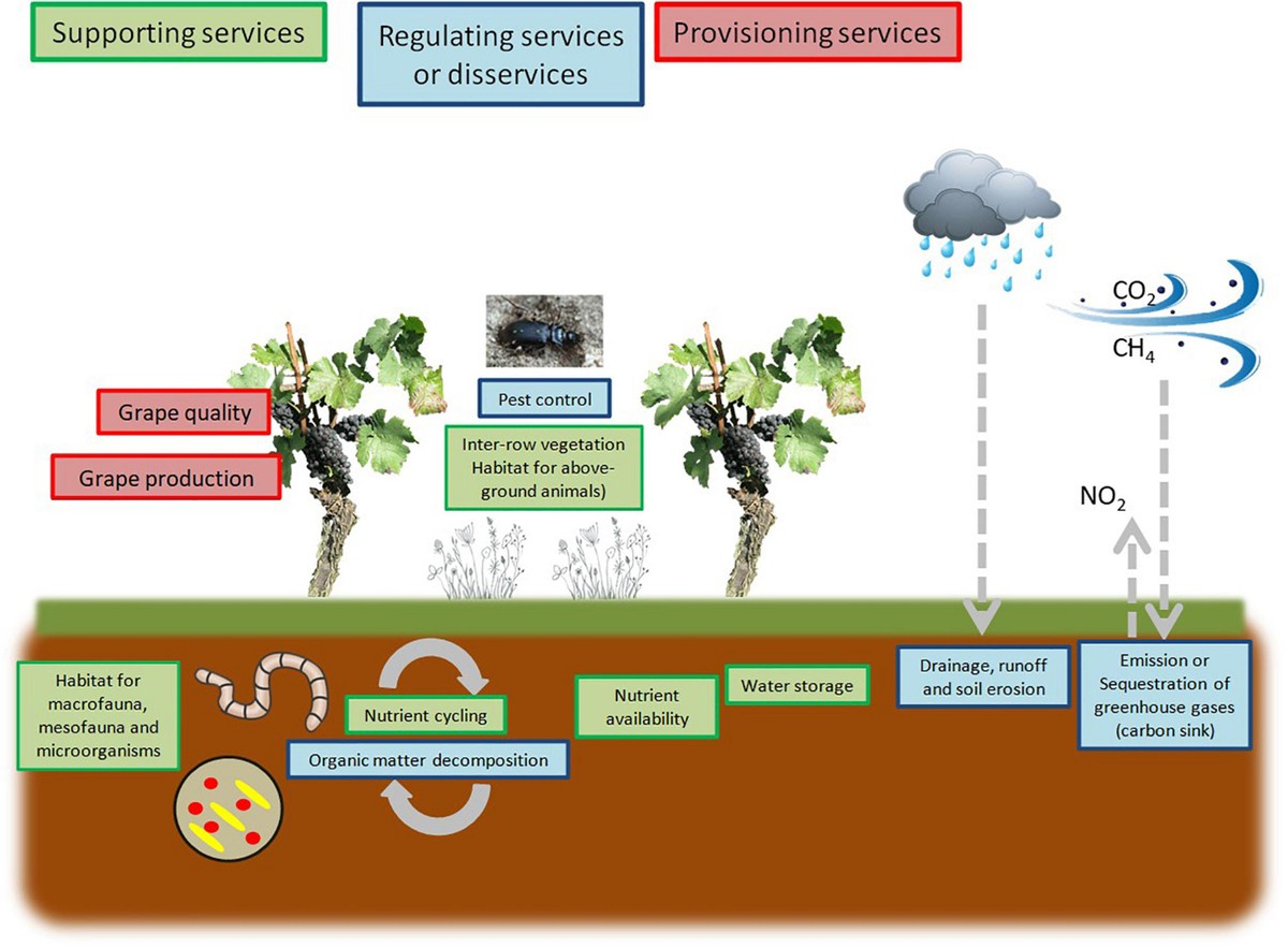 Víno do půdy kolem rajčat – chemikálie, kterou si vypěstitelé rozhodně nezapomenou