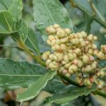 Vložte bobkový list do semínek zeleniny: starobylý trik proti skladištním škůdcům