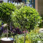 Vložte bobkový list do semínek: starobylý trik proti škůdcům na balkoně