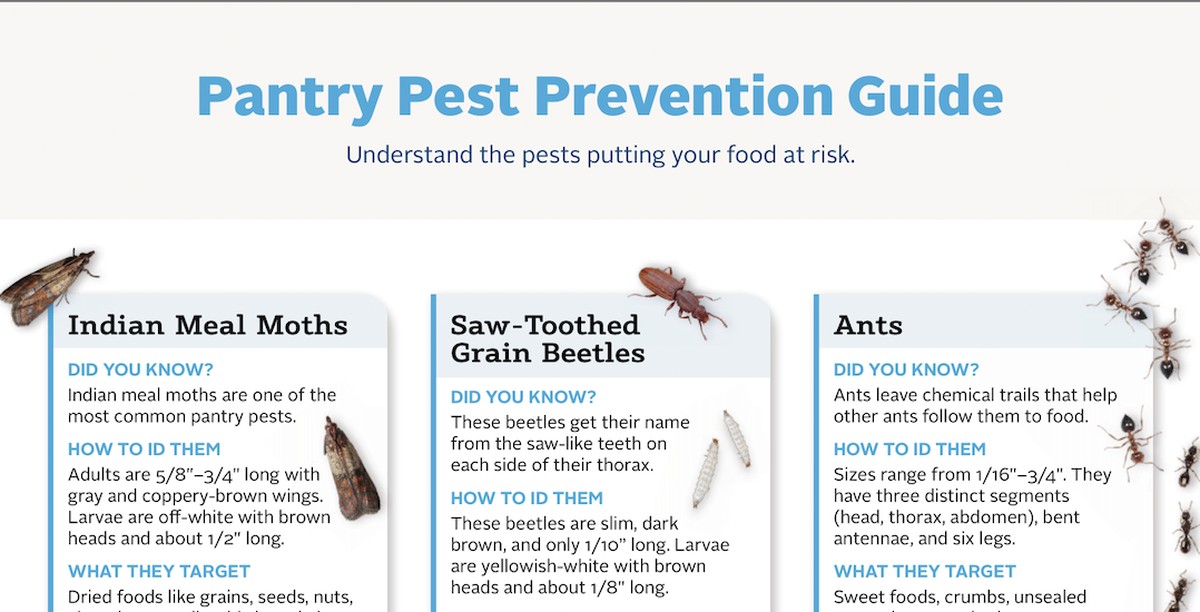 Vložte bobkový list do mouky: staleté babičkino tajemství proti škůdcům - image 1