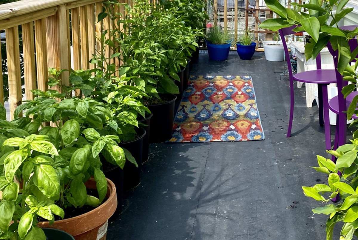 Vložte bobkový list do semínek: starobylý trik proti škůdcům na balkoně - image 2