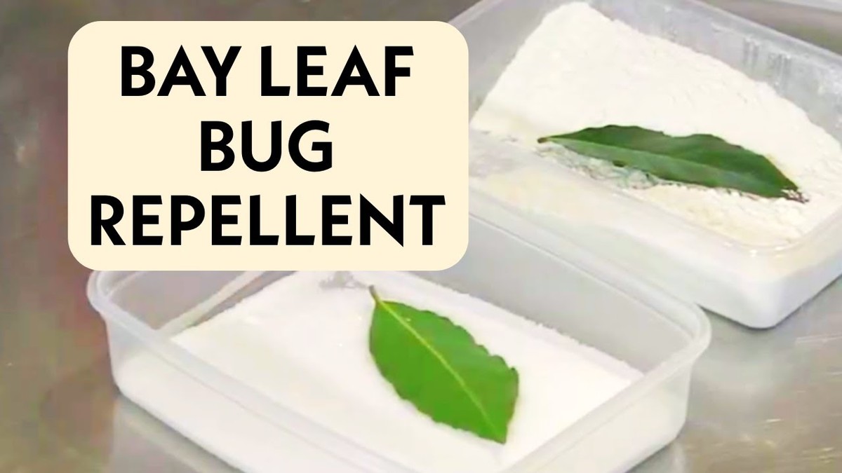 Vložte bobkový list do semínek: Забытý trik proti záhradním škůdcům - image 2