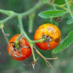 Zahradníci přísahají: nikdy nesázejte rajčata vedle brambor