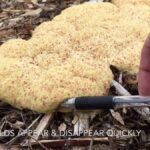 Zahradníci přiznali: Toto bylinkové spojení likviduje plísně na rostlinách lépe než prostředky za 500 Kč