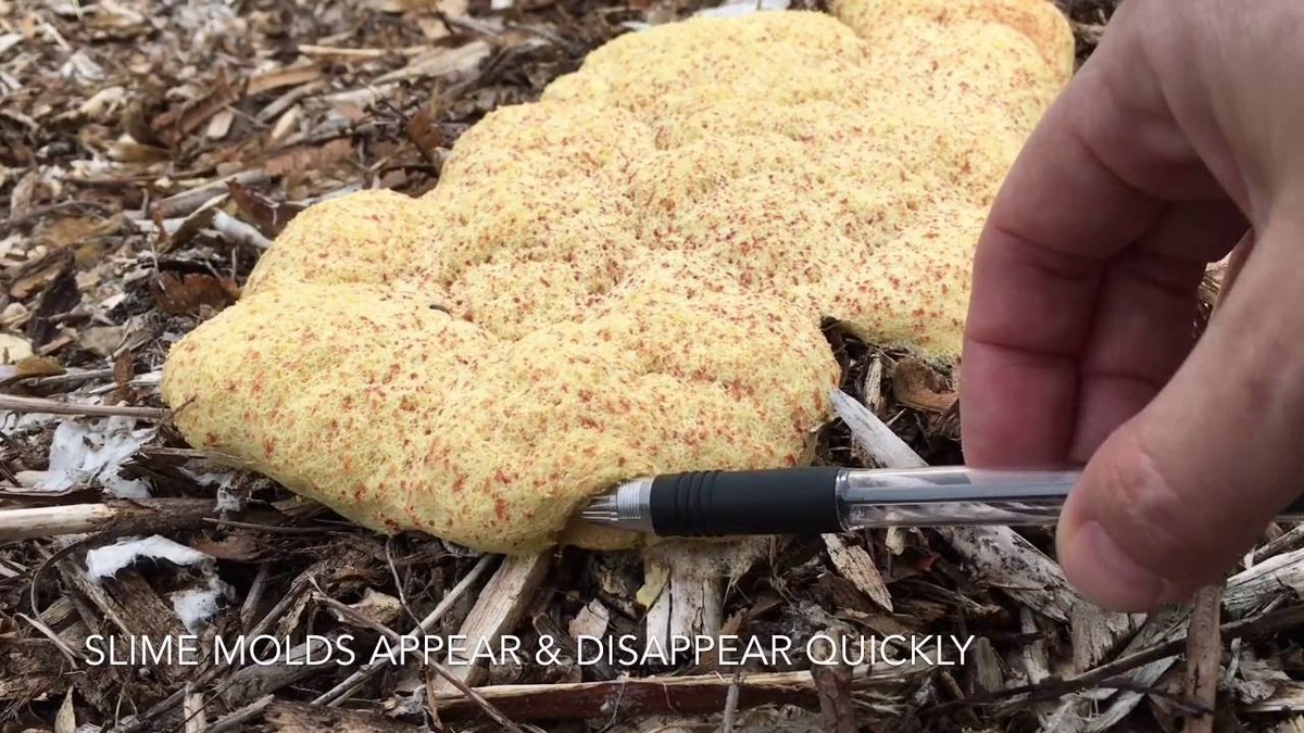 Zahradníci přiznali: Toto bylinkové spojení likviduje plísně na rostlinách lépe než prostředky za 500 Kč