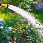 Zahradníci se bojí říci: Proč rozhodně NESMÍTE pít vodu ze zalévacího hadice