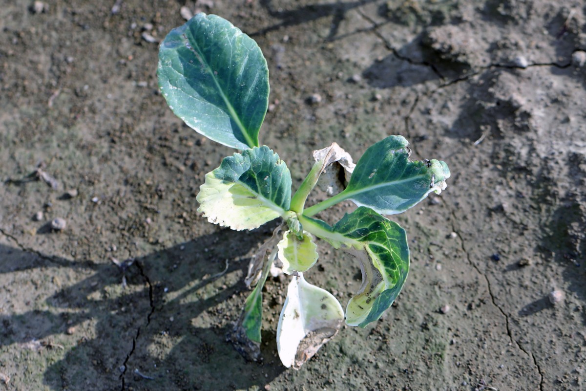 Zahradníci své sousedy varují: nikdy do záhonu tohle nepřidávejte - image 2