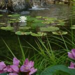 Zahradníci varují: nikdy nepoužívejte vodu z bazénu na okurky a rajčata