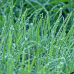 Zahradníci varují: nikdy nezbírejte trávu hned po deštích – zde je důvod