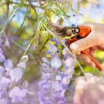 Zahradníci varují: Nikdy neřežte větve v srpnu – a tady je proč