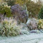 Zahradníci varují: nikdy nezasévejte po první mraze, to jsou nejčastější chyby začátečníků