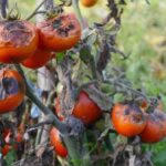 Zahradníci varují: nikdy nesázejte rajčata vedle brambor