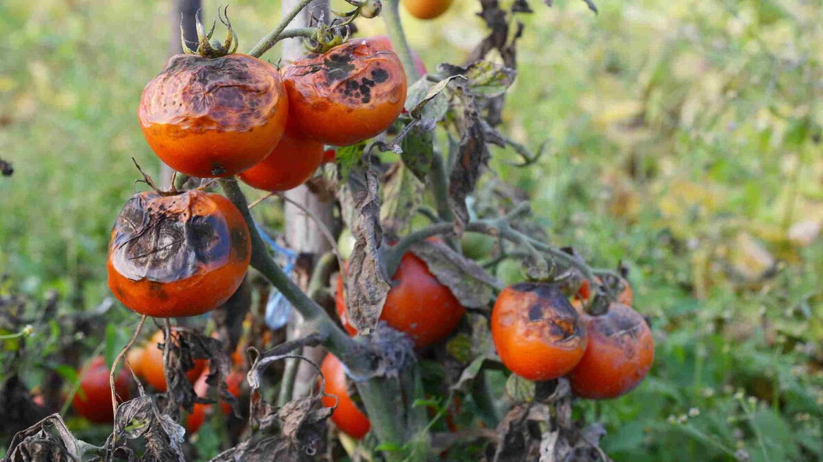 Zahradníci varují: nikdy nesázejte rajčata vedle brambor
