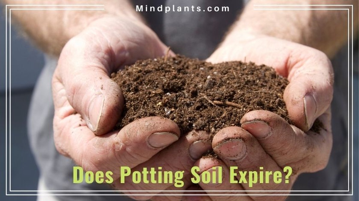 Zahradníci varují: nikdy nepoužívejte tuto hlínu na rajčata - image 1