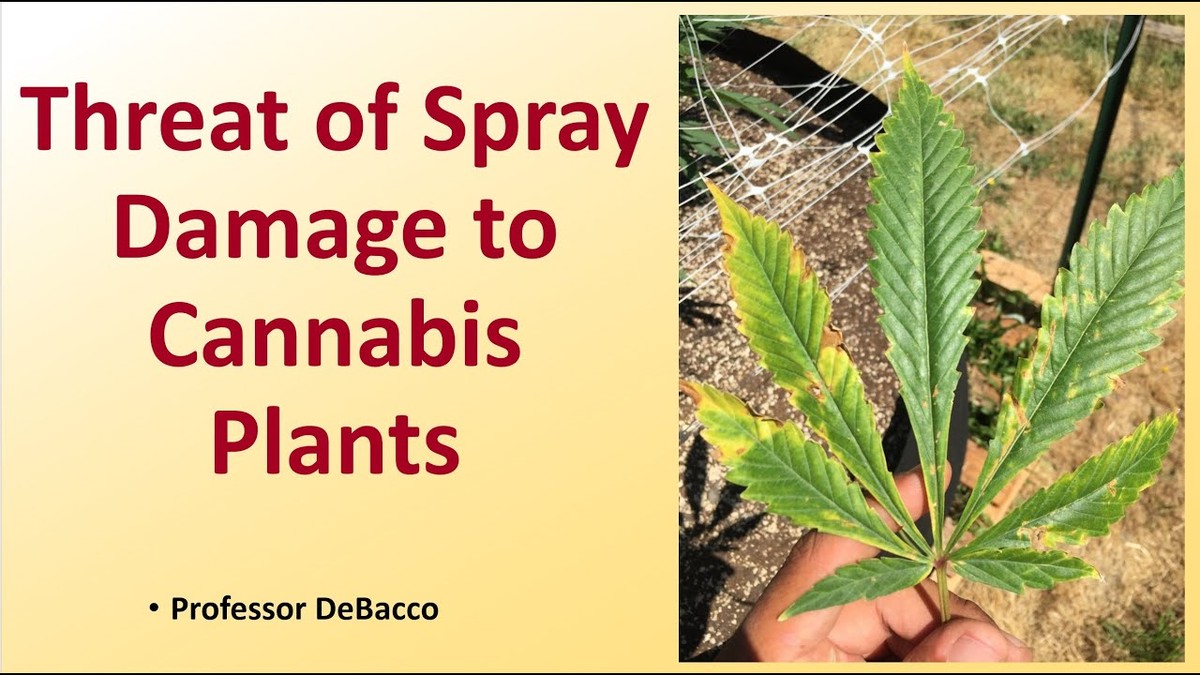 Zahradníci varují: nikdy nepostřikujte tyto rostliny v příliš horko - image 1