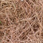 Zahradníci vás prosí: nikdy netlačte chvojí takto do kompostu