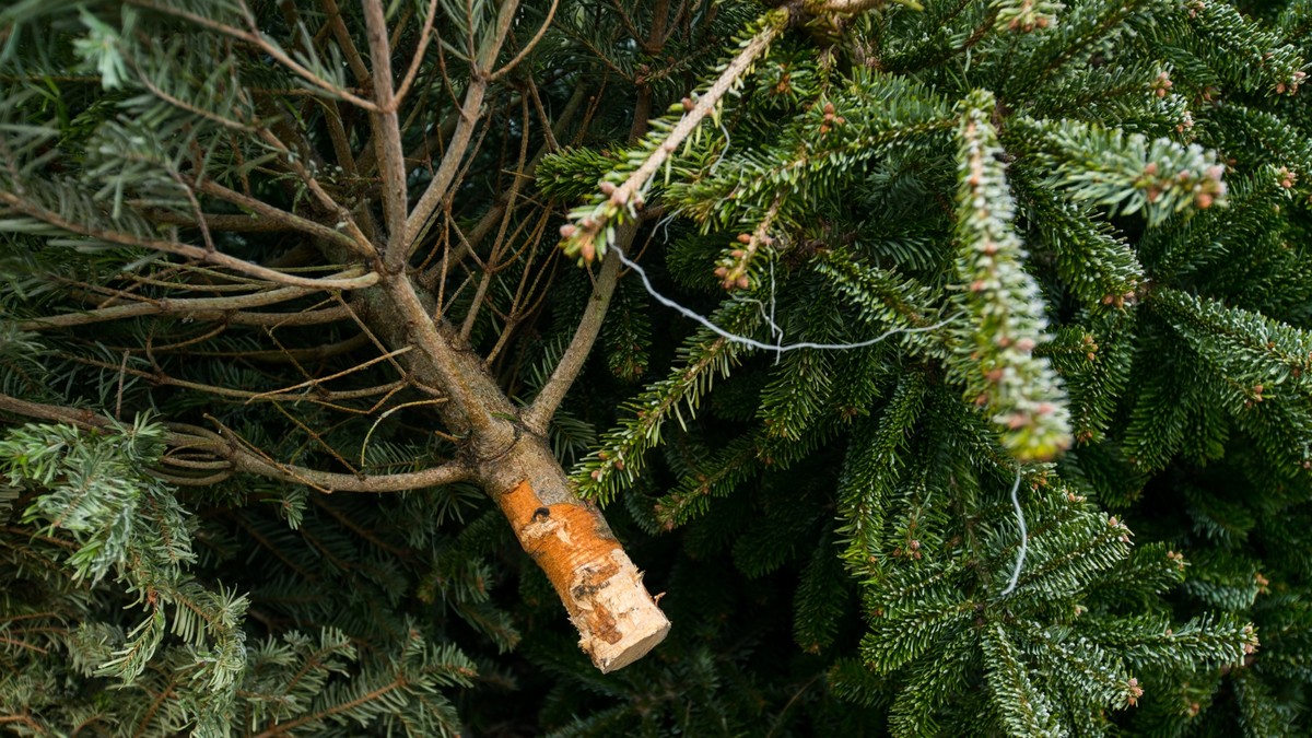 Zahradníci vás prosí: nikdy netlačte chvojí takto do kompostu - image 1