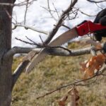 Zahradník 40 let říká: nikdy neořežte větve mezi dubnami a září