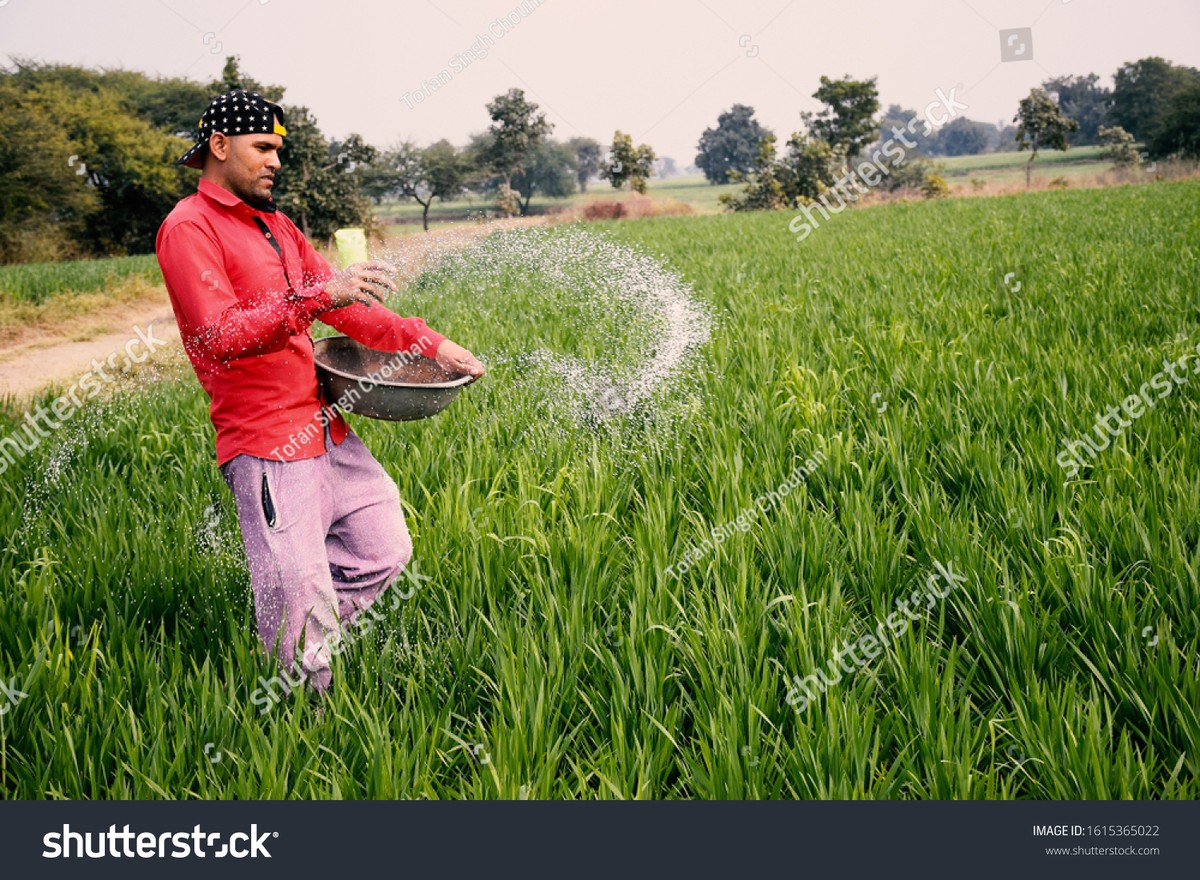 Zemědělci odhalují: proč by měl mít každý záhradkář přístup k hovnu - image 1