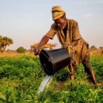 Zemědělec prozradil: dva měsíce zavlažování, kdy všichni dělají chybu