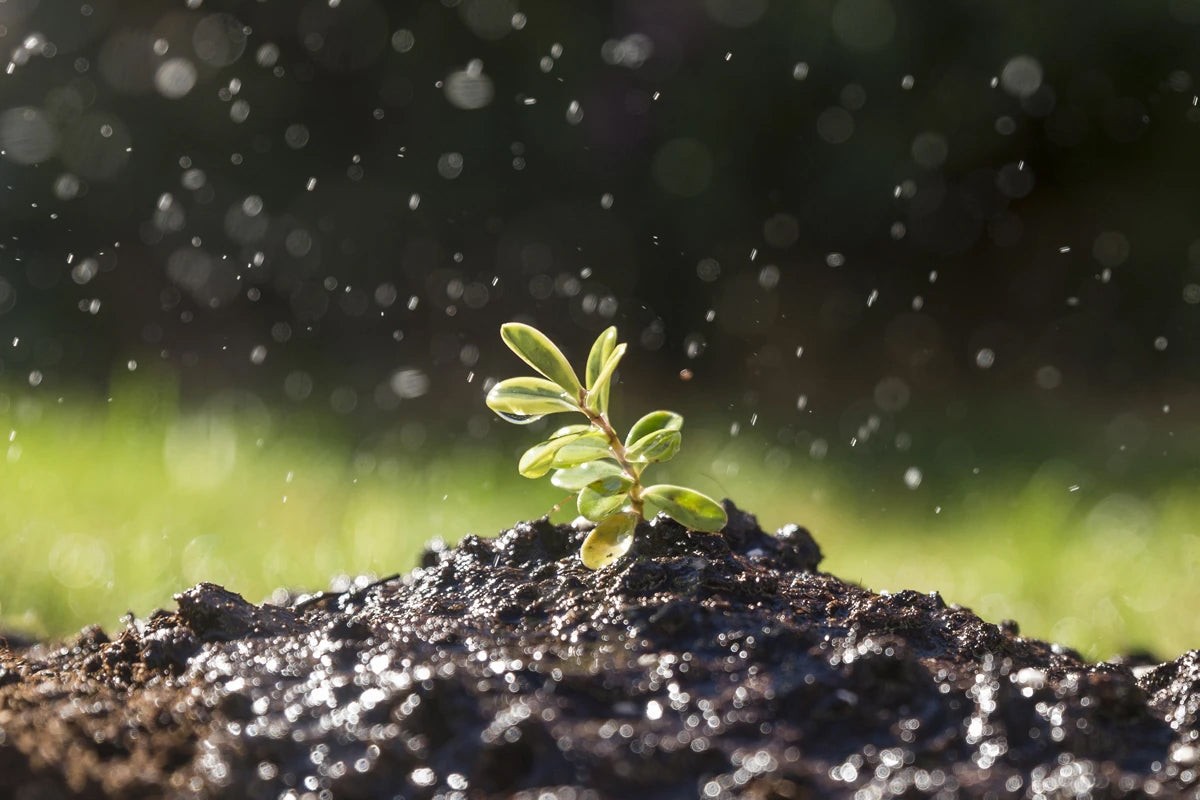 Zemědělec prozradil: dva měsíce zavlažování, kdy všichni dělají chybu - image 1