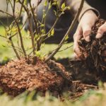 Agronomi prozrazují: jediná chyba, kterou děláte při mulčování